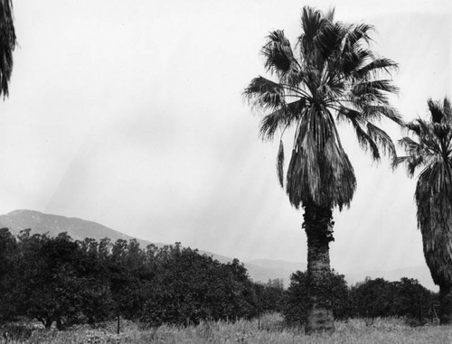 Glendora orange grove