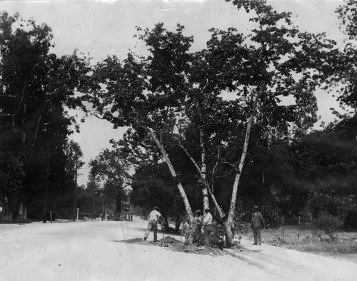 Trees as traffic hazards