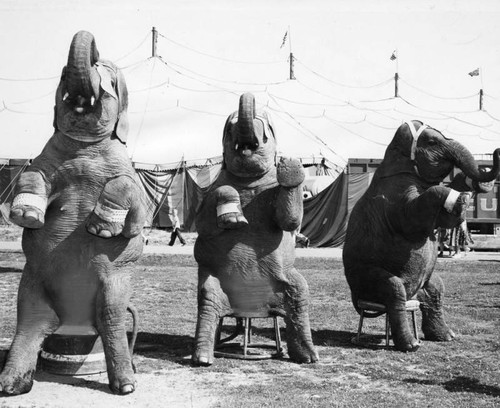 Circus elephants