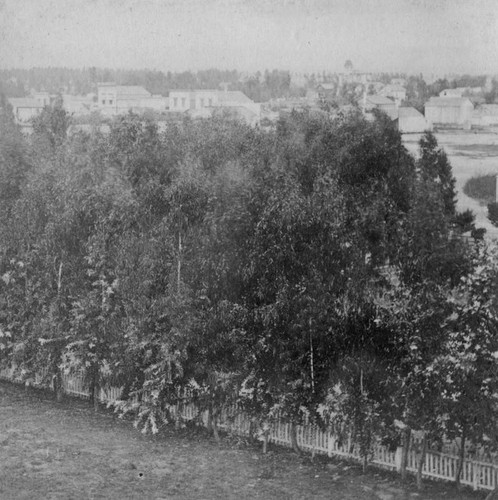 View of eucalyptus grove