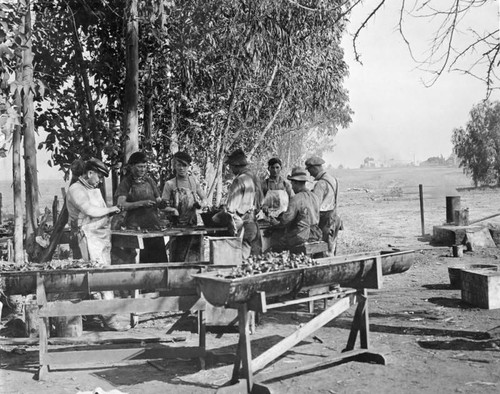 Men cleaning bones from tar pit