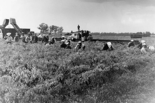 Workers in a field