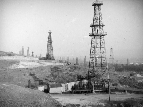 Cows in the Montebello oil field