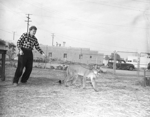 Man and mountain lion