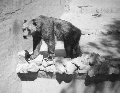 San Diego Zoo bear