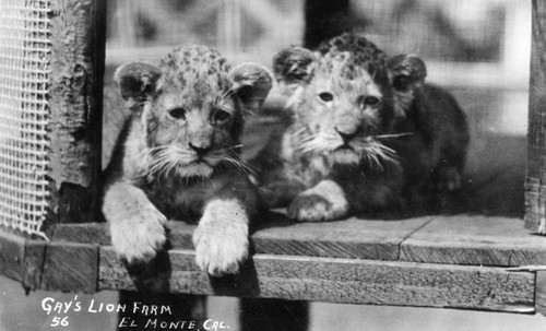 Gay's Lion Farm postcard