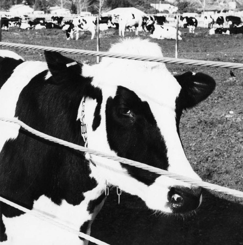 Cattle in dairy farm feedlot