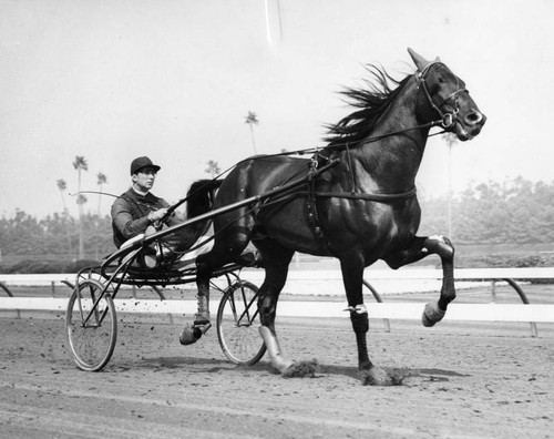 French trotter makes Southland debut at Hollywood Park