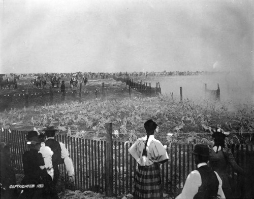 Rabbit kill — Calisphere