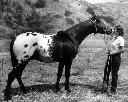 Appaloosa horse