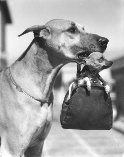 Dog show in Palm Springs