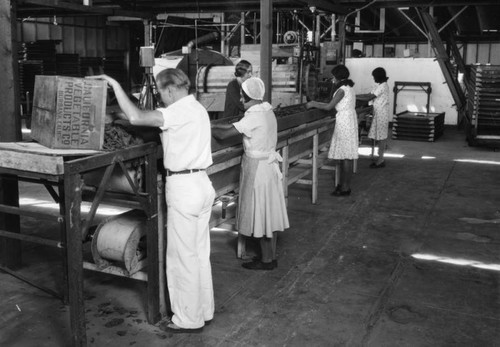 Workers at the sorting belt