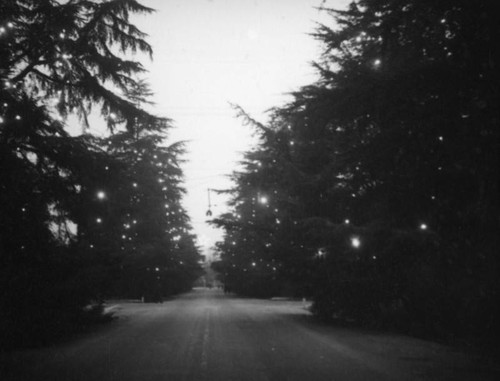 View down Christmas Tree Lane