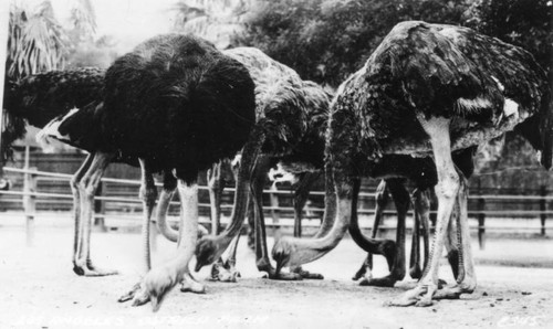 Ostriches feeding