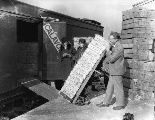 Loading avocados into railroad cars