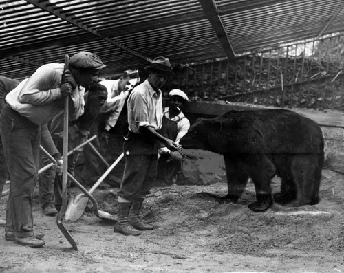 Bear coaxed back to his cage, Griffith Park