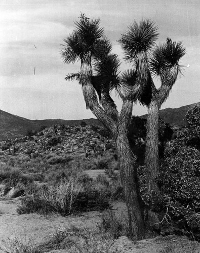 Joshua tree comes in varieties of size and form