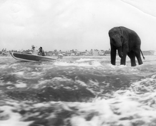 Surfing elephant