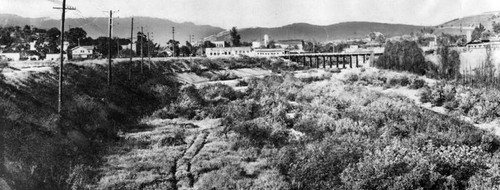 Arroyo Seco trees