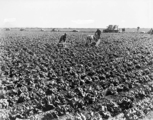 Field of lettuce