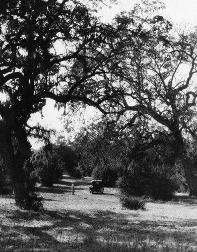 Along Santa Monica Canyon road