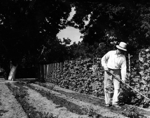 Man and bean vines