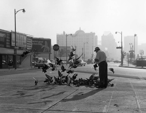 Man feeding pigeons