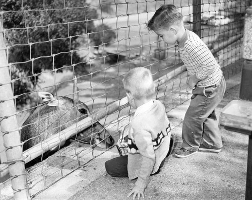 Griffith Park Zoo trip