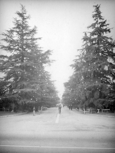 Walking on Altadena's Christmas Tree Lane