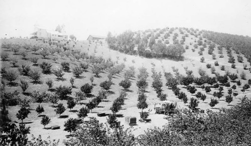 Orchards of Krotona Hill