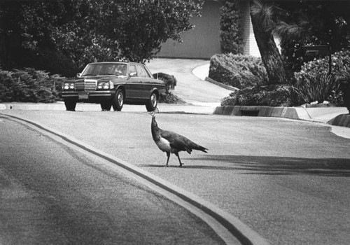 Peacock crossing the road