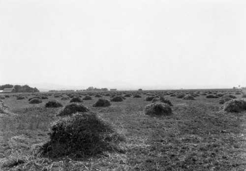 Pleasant Hill alfalfa field