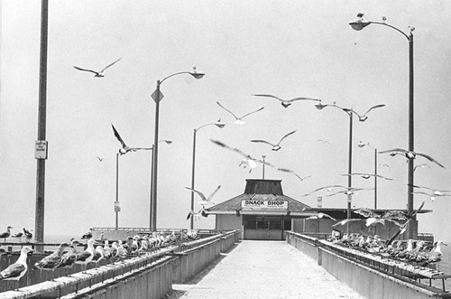 Venice Fishing Pier