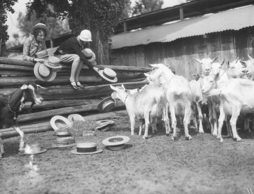 Women feeding hats to goats