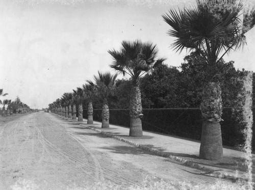 Street in Pasadena