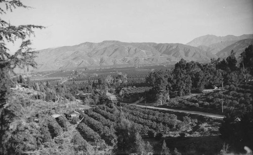 Orchard panorama