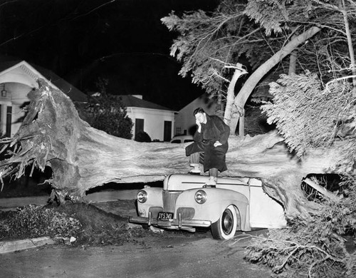 Car wrecked by a fallen tree