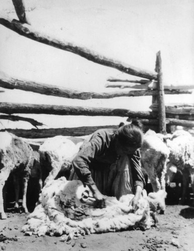 Navajo Indian woman shearing sheep