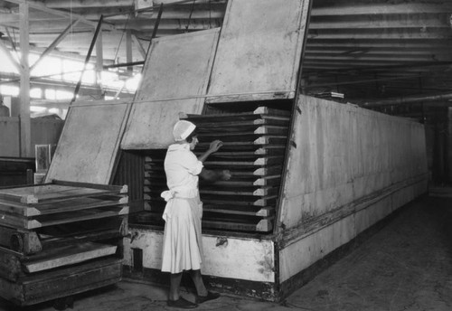 Checking the dehydrator