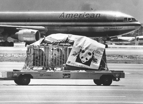 Two pandas on their way to the San Diego Zoo