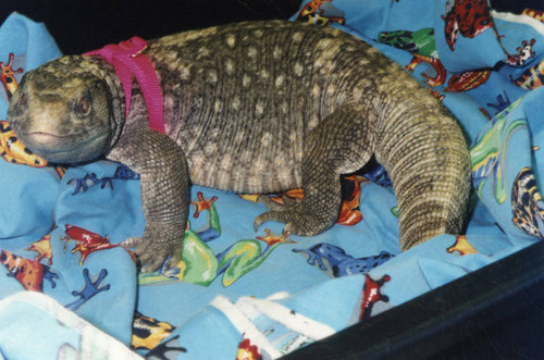 Petting reptile, Cypress Park Branch Library