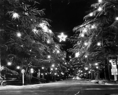 Christmas Tree Lane