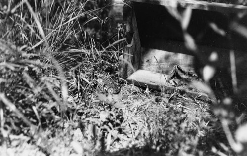 Frog in grass