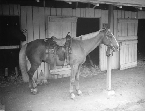 Saddled Palomino at Los Angeles County Fair