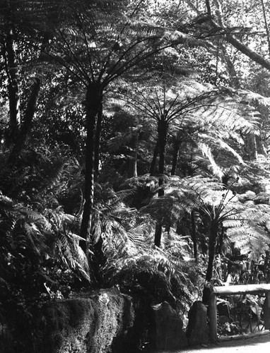 Fern Dell, Griffith Park