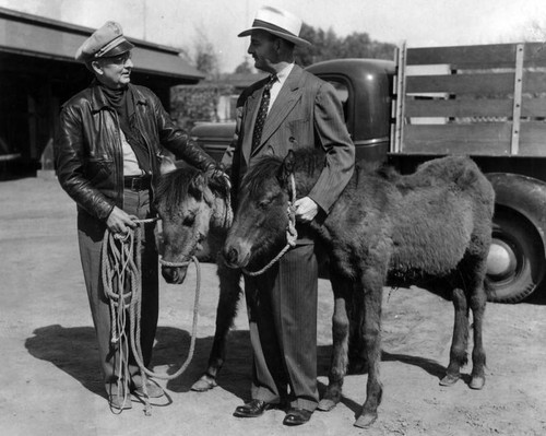 Midget horses rescued