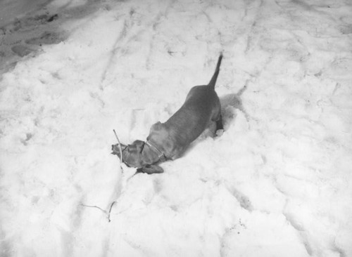 Big Pines Recreation Camp, dachshund with a stick