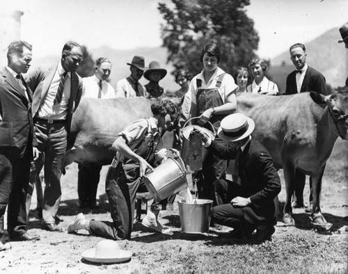 Cow milking competition