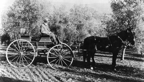 Man sitting in a horse drawn carriage