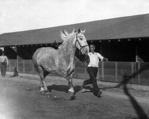 Heavy draft horse champion